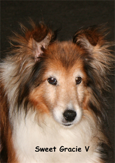 Bridge_Gracie