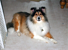 Jasmine